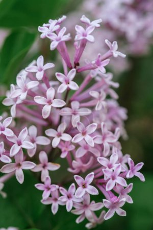 A detailed view of multiple purple flowers bunched together in a close-up shot.