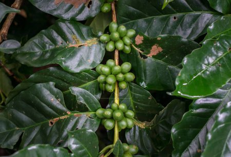 Foto de Coffea tree es un género de plantas con flores cuyas semillas, llamadas granos de café, se utilizan para hacer varias bebidas y productos de café.. - Imagen libre de derechos