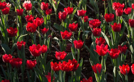 Foto de Grupo de flores de tulipán son perennes florecientes primavera que crecen a partir de bulbos, es nacional flores populares de los Países Bajos. - Imagen libre de derechos