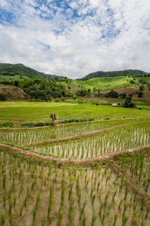 Foto de Las terrazas de arroz y la agricultura archivaron del campo de la provincia de Chiang Rai la provincia norteña en Tailandia. - Imagen libre de derechos