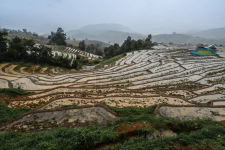 Foto de Campo de terrazas de arroz Ban Pa Pong Piang en la provincia de Chiang Mai de Tailandia después de grandes lluvias. - Imagen libre de derechos