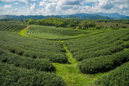 Foto de La vista del paisaje de las plantaciones de té Choui Fong en Chiang Rai la provincia del norte de Tailandia. - Imagen libre de derechos