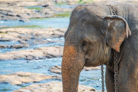 Téléchargez les photos : Tête d'éléphant d'Asie sauvage dans le village de Pinnawala au Sri Lanka. Pinnawala a le plus grand troupeau d'éléphants captifs au monde. - en image libre de droit