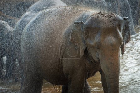 Téléchargez les photos : Éléphant d'Asie sauvage se baignant dans le village de Pinnawala au Sri Lanka. Pinnawala a le plus grand troupeau d'éléphants captifs au monde. - en image libre de droit