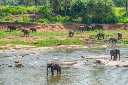 Groupe d'éléphants sauvages dans le village de Pinnawala au Sri Lanka. Pinnawala a le plus grand troupeau d'éléphants captifs au monde.