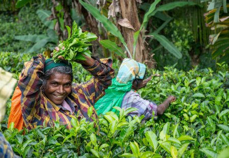 Photo for Ella, Sri Lanka : 08-August-2019 : Sri Lanka tree pickers woman plucking tea leaves in Ella, Sri Lanka. Ella tea plantations are one of the highlights of Sri Lanka. - Royalty Free Image