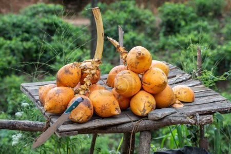 Groupe de noix de coco roi (connu sous le nom de Thembili) sur le marché local du Sri Lanka. La noix de coco est l'une des principales cultures de plantation au Sri Lanka, on y trouve couramment des cultures sauvages dans de nombreuses régions du pays..