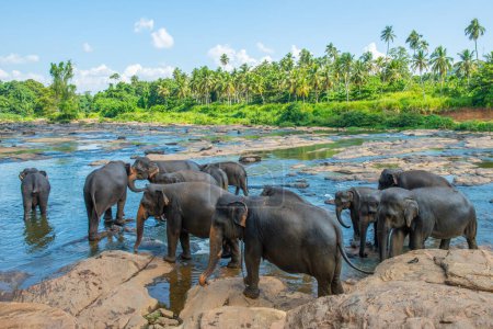 Téléchargez les photos : L'orphelinat des éléphants de Pinnawala est une pépinière et une aire de reproduction en captivité pour les éléphants d'Asie sauvages au Sri Lanka. Pinnawala a le plus grand troupeau d'éléphants captifs au monde. - en image libre de droit
