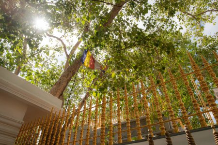 Jaya Sri Maha Bodhi ist der älteste lebende von Menschen gepflanzte Baum der Welt mit einem bekannten Pflanzdatum in der antiken Stadt Anuradhapura, Sri Lanka. Jetzt sind die heiligen Reliquien der Buddhisten auf der ganzen Welt.