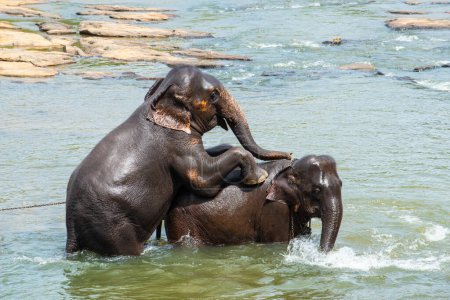 Männlicher Elefant versucht Sex mit weiblichen Elefanten zu haben, um Baby-Elefanten im Fluss Pinnawala, Sri Lanka, zu machen. Konzeptionelle Aufnahme des Verhaltens von Tieren in der Natur.