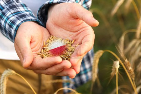 Poland farmer holding wheat grain in hands. Polish flag, wheat and people background.