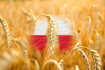 Farmers protest in Poland. Warsaw protest. Wheat background.