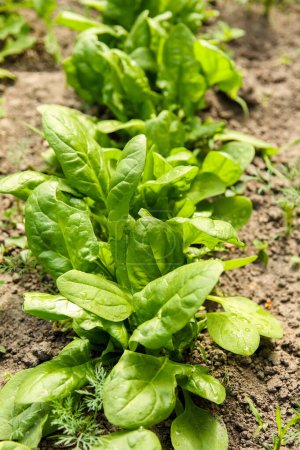 Großaufnahme Spinat. Reihen von grünem Spinat auf einem Feld. Vertikale Nahaufnahme Hintergrund. Spinatfeld. Bio-Gemüse.