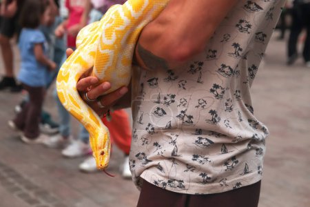 GDANSK, POLOGNE, 6.08.2023 : Python jaune. serpent, gros plan vue de côté un homme méconnaissable tenant serpent python blanc et jaune dans la rue. Python jaune sur sa langue.