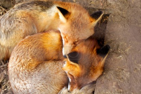 deux renards dormants nichés ensemble, parfaits pour les livres pour enfants, les illustrations animalières ou les dessins axés sur la famille.