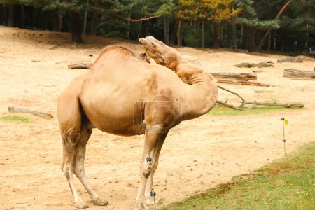 Camel scratching its head with a comical expression, showcasing its flexible neck and amusing behavior. Funny camel scratching its head.