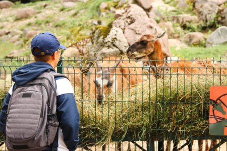 Young boy observing a Mountain Bongo and a llama at the zoo, showcasing the wonder of wildlife for educational or promotional materials related to zoos.