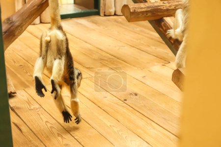 Affe hängt an einer Liane mit gelbem Hintergrund. Primaten schwingen vor gelbem Hintergrund von einem Weinstock. Rückansicht eines Affen, der in einem Zoo an einer Liane hängt.