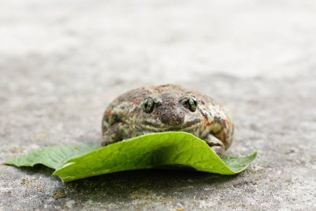 American frog, amphibian animal. Big toad from Australia, background. Batrachian in the wild, amphibian frog. Green leaf.