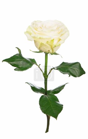 Photo for One white rose on a white background. - Royalty Free Image