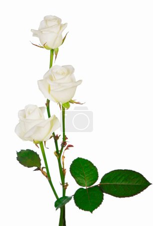 Photo for White Roses isolated on the white background - Royalty Free Image