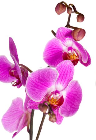 Foto de Rama de orquídea violeta aislada sobre fondo blanco - Imagen libre de derechos