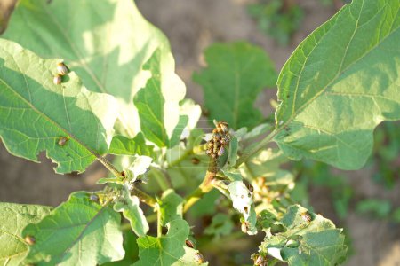Téléchargez les photos : Coléoptère de la pomme de terre ou Colorado sur aubergine. Cet insecte peut endommager les feuilles et les fruits de l'aubergine. - en image libre de droit