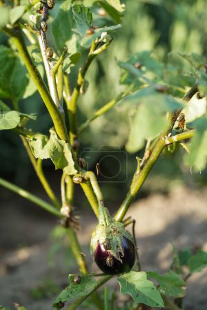 Téléchargez les photos : Coléoptère de la pomme de terre ou Colorado sur aubergine. Cet insecte peut endommager les feuilles et les fruits de l'aubergine. - en image libre de droit