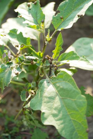 Téléchargez les photos : Potato or Colorado beetle on eggplant. This insect can damage the leaves and fruits of eggplant. - en image libre de droit