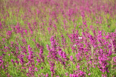 Foto de Las abejas recogen polen en las flores rosadas del té de Iván que florece Sally o leña en una mañana de verano. Fondo de la naturaleza, primer plano - Imagen libre de derechos