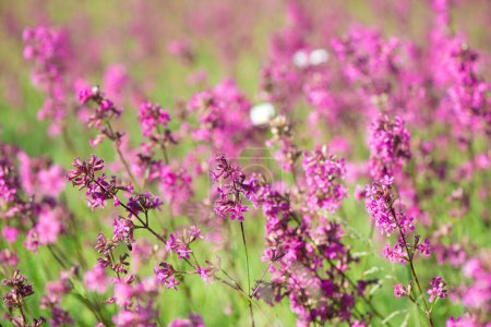 Foto de Iván té florece en un prado entre el bosque en un día soleado en junio.Hermoso fondo de flores silvestres. naturaleza de verano. - Imagen libre de derechos