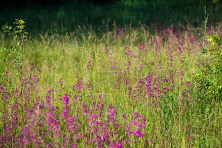 Foto de Las abejas recogen polen en las flores rosadas del té de Iván que florece Sally o leña en una mañana de verano. Fondo de la naturaleza, primer plano - Imagen libre de derechos