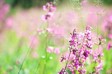 Foto de Margaritas blancas y hierbas rosadas florecieron en el prado. Iván té florece entre el bosque en un día soleado en junio.hermoso fondo de flores silvestres. naturaleza de verano. - Imagen libre de derechos