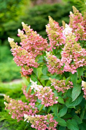 Bright pink hydrangea inflorescences on the bush. The flowering of a hydrangea bush. Growing hydrangeas in the garden. Summer bright background. Natural background.