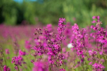 Foto de Las abejas recogen polen en las flores rosadas del té Iván (Sally floreciente o leña) en una mañana de verano. Fondo de la naturaleza, primer plano - Imagen libre de derechos
