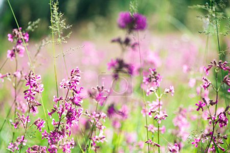 Foto de Iván té florece en un prado entre el bosque en un día soleado en junio.Hermoso fondo de flores silvestres. naturaleza de verano. - Imagen libre de derechos