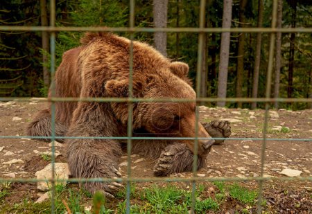 Foto de Oso triste en una jaula de animales en el zoológico. Osos marrones en los Cárpatos. Ucrania. Oso en cautiverio. Condiciones para mantener a los osos en el vivero - Imagen libre de derechos
