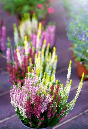 close-up of seedlings: pink and white heather, in a pot with soil