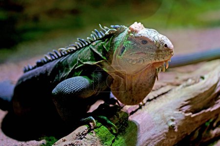 Photo for Czech Republic. Prague. Zoo. Iguana. An entertaining lesser Antillean iguana, a large tree lizard, is resting near a tree trunk. The body is quite strong. Coloration is brown, muted color, massive crest on the back, sharp claws. - Royalty Free Image