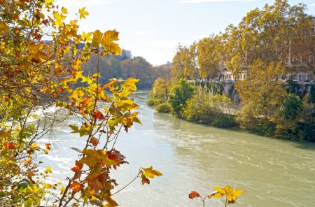 Herbst in Rom. Gelbe Blätter von Platanen entlang des Flusses. Der Damm entlang des Tibers, ein beliebter Ort zum Joggen und Wandern bei den Römern.