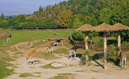 Żyrafy. Praskie zoo jest jednym z najlepszych ogrodów zoologicznych na świecie. Żyrafy przyszły do karmnika po jedzenie.