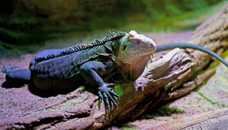 República Checa. Praga. Zoológico. Iguana. Una entretenida iguana antillana menor, un gran lagarto arbóreo, está descansando cerca del tronco de un árbol. El cuerpo es bastante fuerte. La coloración es marrón, color silencioso, cresta masiva en la espalda, garras afiladas.