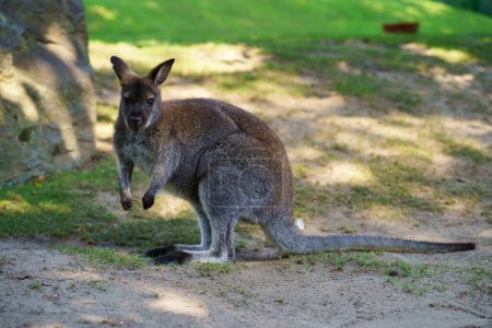 Close encounter between visitors and exotic animals. A small kangaroo on the grass. Contact with animals.