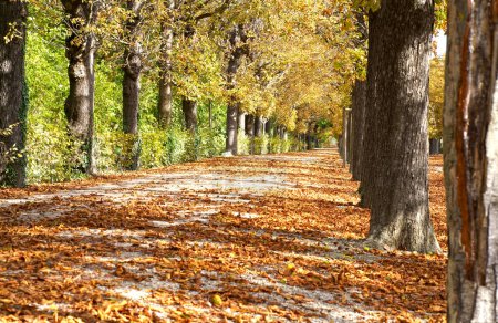 Callejón de Schonbrunner Schlosspark jardines con hojas caídas de colores en la temporada de otoño
