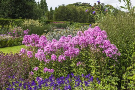 Téléchargez les photos : Grand phlox rose rustique en pleine floraison dans une grande bordure herbacée contre les éryngées bleues. - en image libre de droit