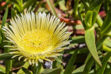 Bright yellow flower of the hottentot fig ice plant also Carpobrotus edulis, ground covering plant.  Its common names include sour fig, ice plant or highway ice plant.