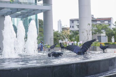 Téléchargez les photos : Baignade de corbeaux sous la chaleur estivale dans la fontaine de la ville de Colombo au Sri Lanka. - en image libre de droit