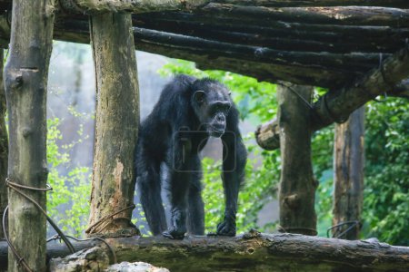 Téléchargez les photos : Après s'être mouillé sous la pluie Vue rapprochée d'un seul chimpanzé adulte dans le zoo avec un fond naturel vert. Il vient du parc national du Sri Lanka. - en image libre de droit
