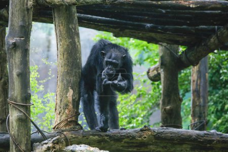 Téléchargez les photos : Après s'être mouillé sous la pluie Vue rapprochée d'un seul chimpanzé adulte dans le zoo avec un fond naturel vert. Il vient du parc national du Sri Lanka. - en image libre de droit
