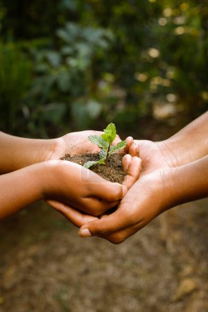 Dos manos que sostienen juntos a los jóvenes de una pequeña planta